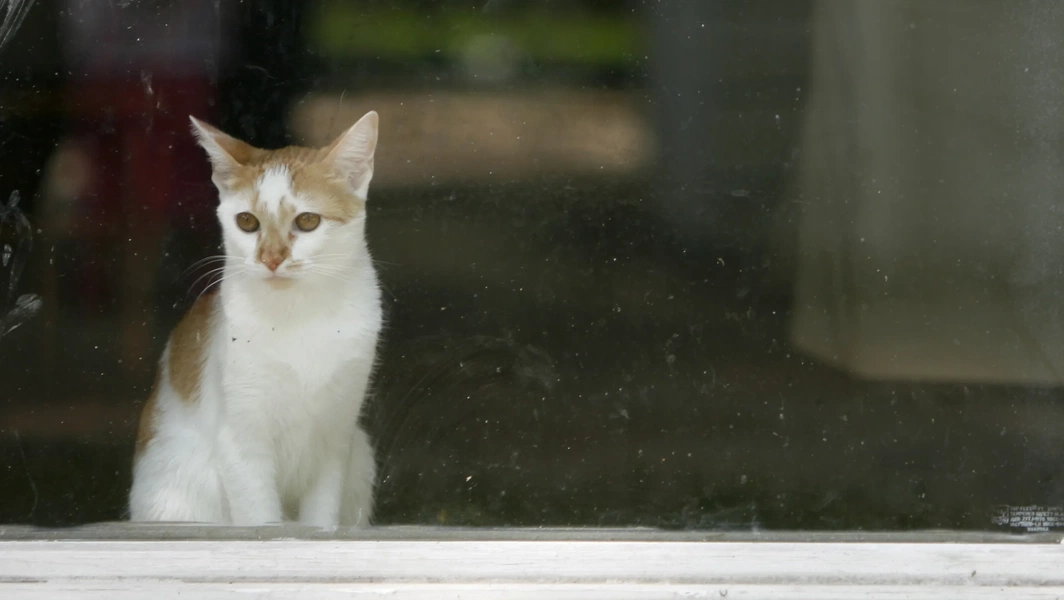 Photo inspiration: Cat Separation Anxiety Principles Reference: How Cats Show Attachment And Separation Anxiety
