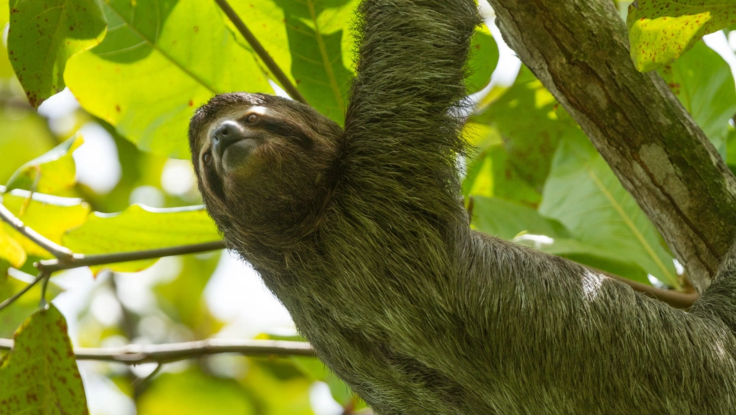 Sloth adaptations, predators, and human-driven threats