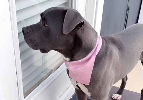 Rescue dog waits at a door that seemed familiar