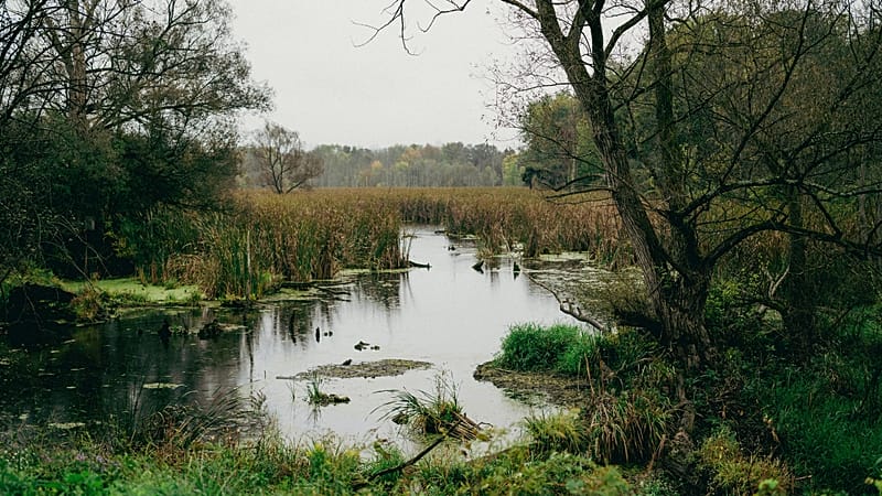 Bogs 'almost like a minefield': Europe's wetlands gain military importance
