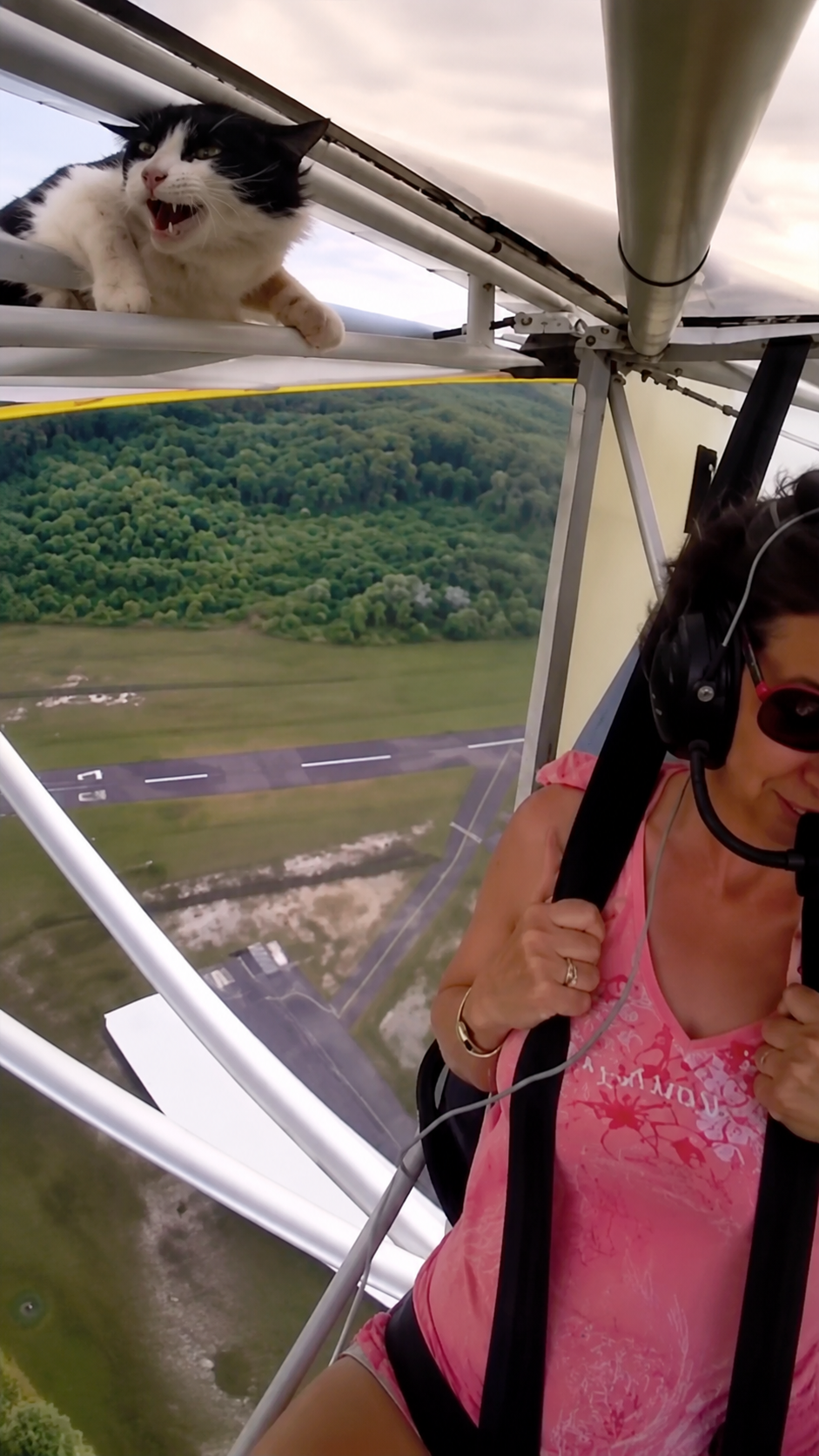 The cat woke up in a plane and had questions