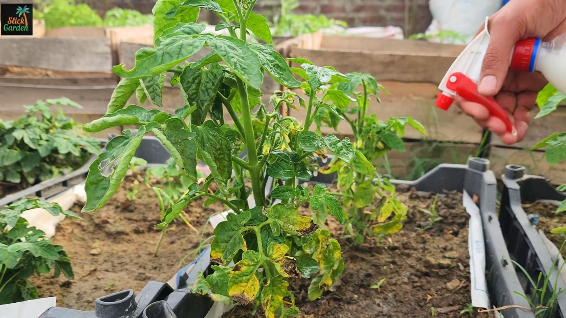 Fresh Look at DIY Organic Fungicide Protect Your Garden From Blight