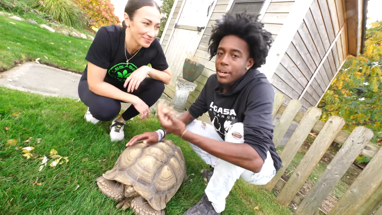 How one tortoise got a massive new home