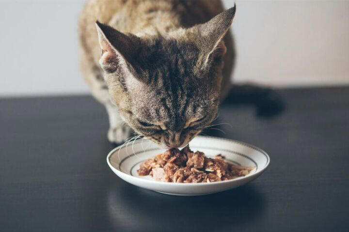 How to give your pet a pill when they refuse: 7 stress-free tips