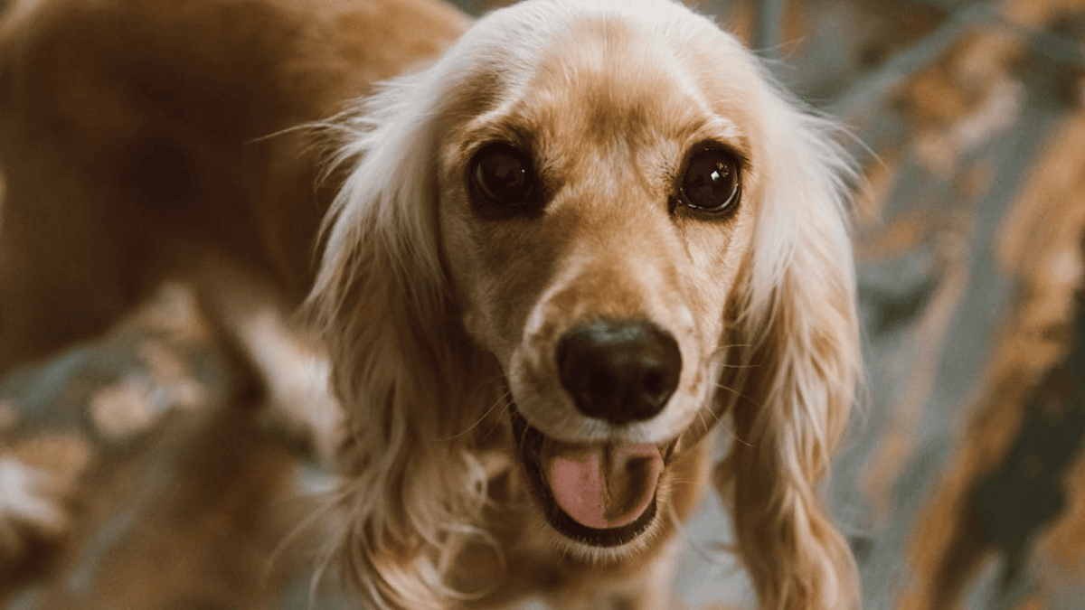 10-dog-names-with-beautiful-meanings-to-give-your-pup-a-special-identity