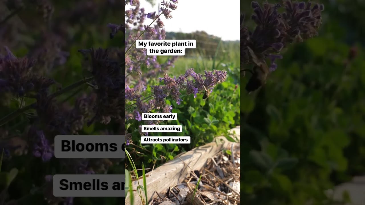 Add beneficial herbs to improve your garden ecosystem