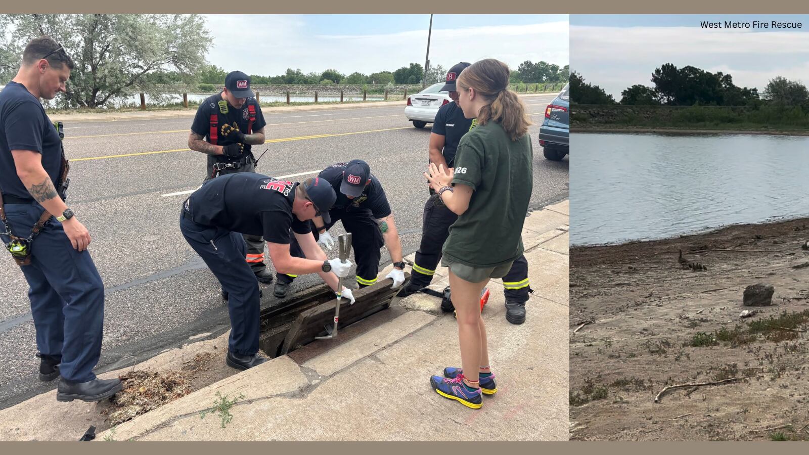 Firefighters rescue six ducklings stuck in storm drain in Lakewood