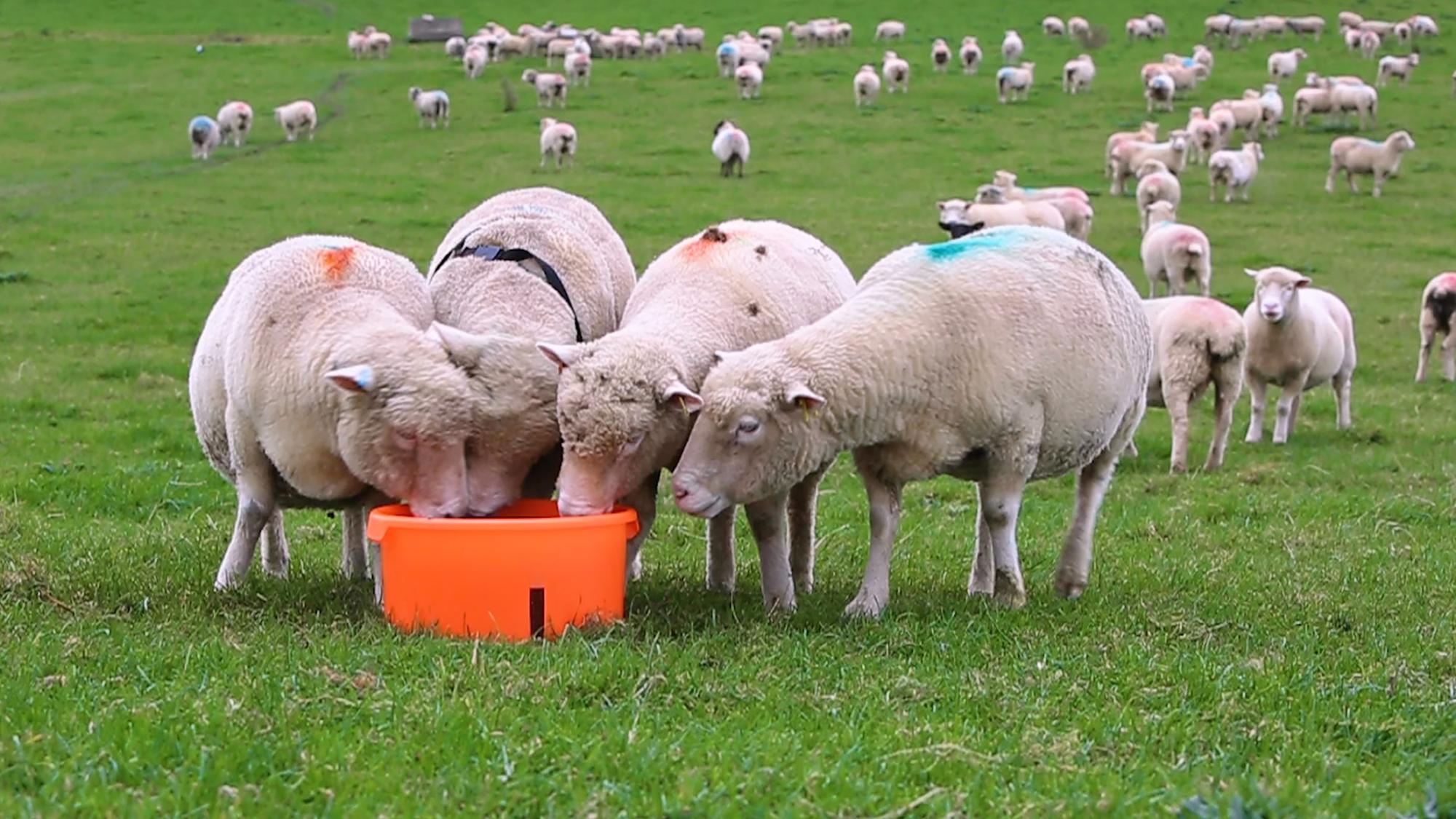 Wool needs a national strategy to bring it back in from the cold ...