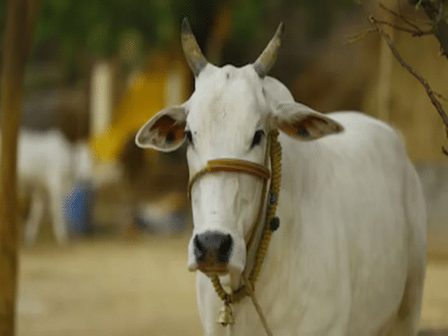 Good news for livestock farmers... Government offering an incentive of ...