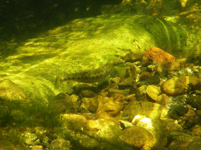 Santa Monica Mountains' last steelhead trout survived the Palisades ...
