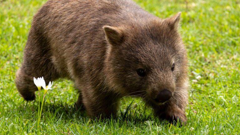 Wombats are the only animals known to produce cube-shaped droppings
