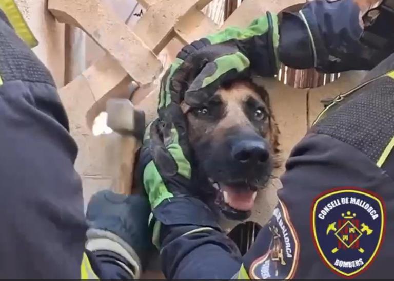 Los bomberos rescatan a un perro que se había quedado atrapado en un ...