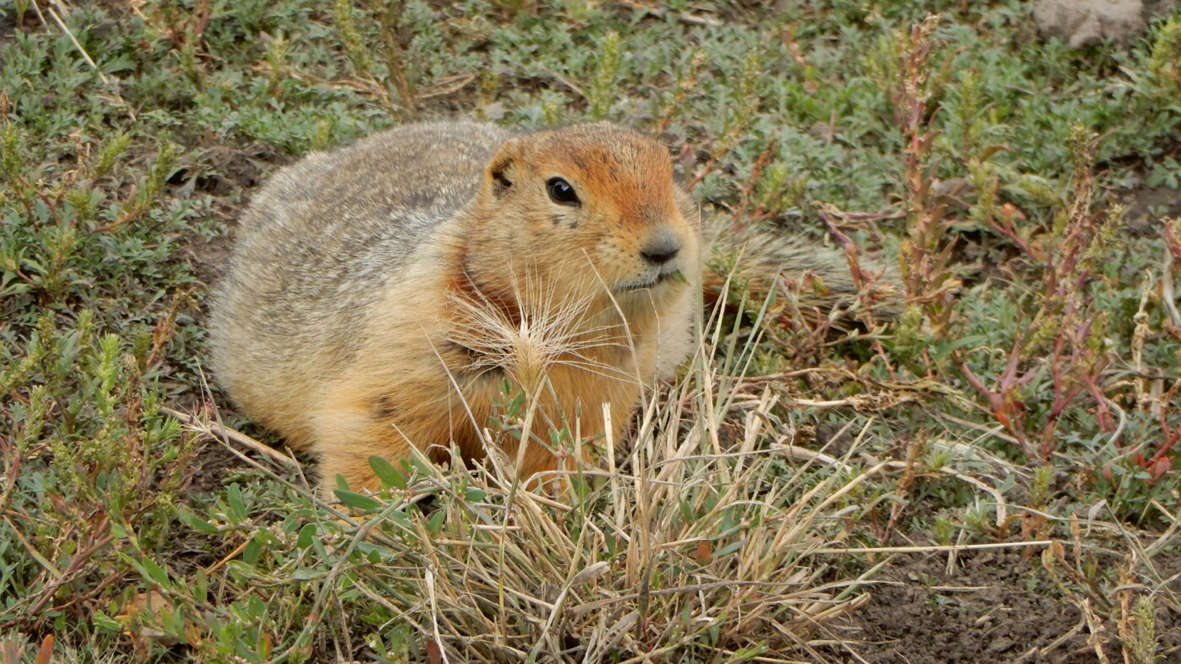 Ancient squirrel droppings reveal 
