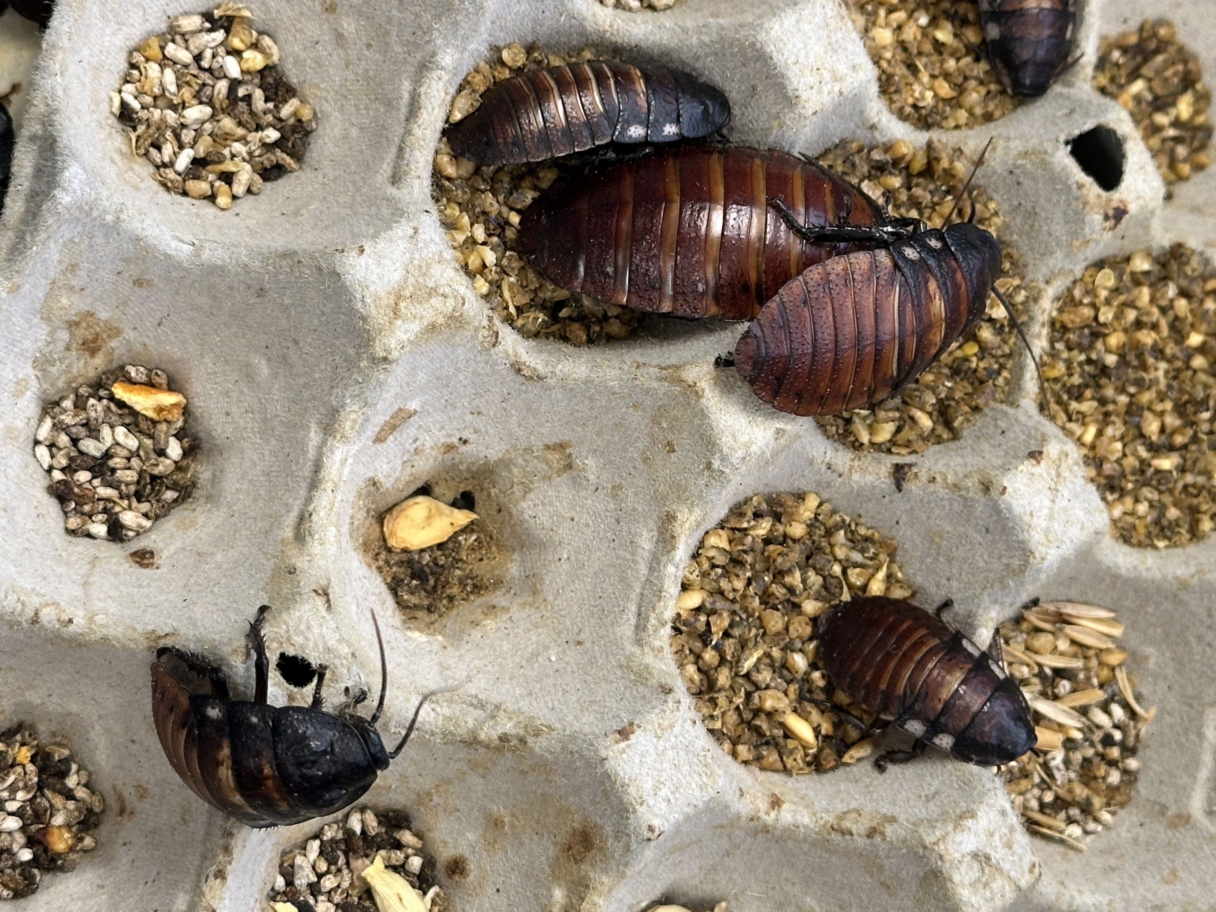 More than 100,000 illegal exotic cockroaches were seized by Australian ...