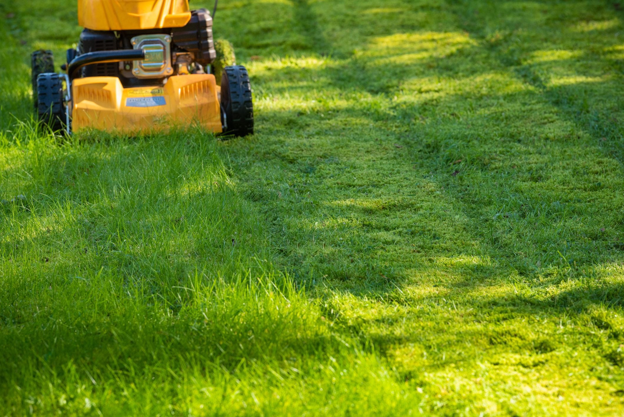 7 tips for growing a healthy lawn
