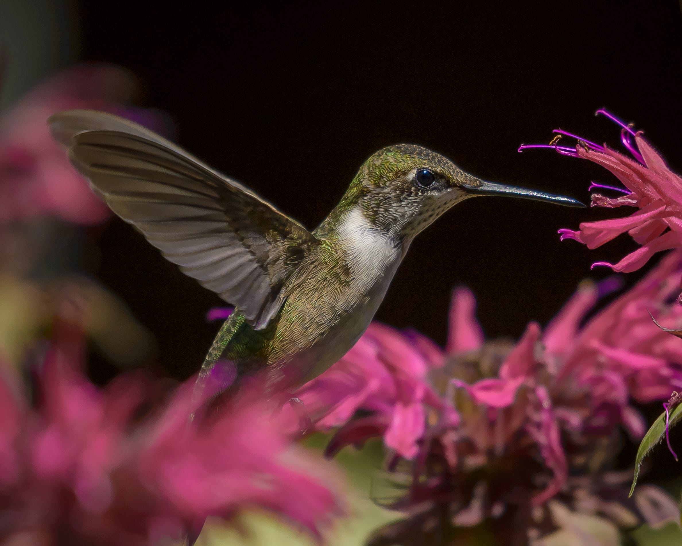 When do hummingbirds fly south? What to know about fall visitors in GA