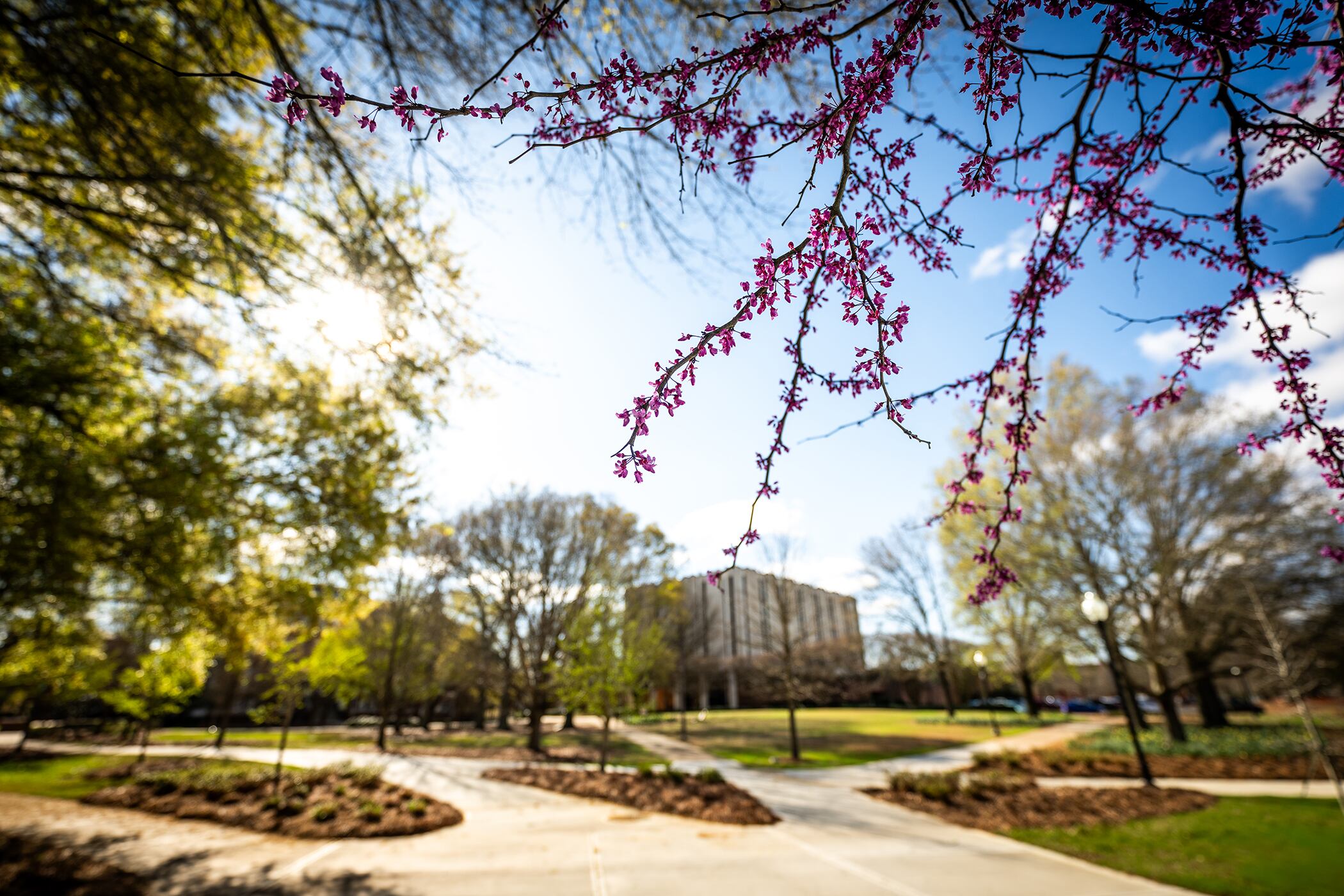 MSU, partners receive East Mississippi Sentinel Landscape designation