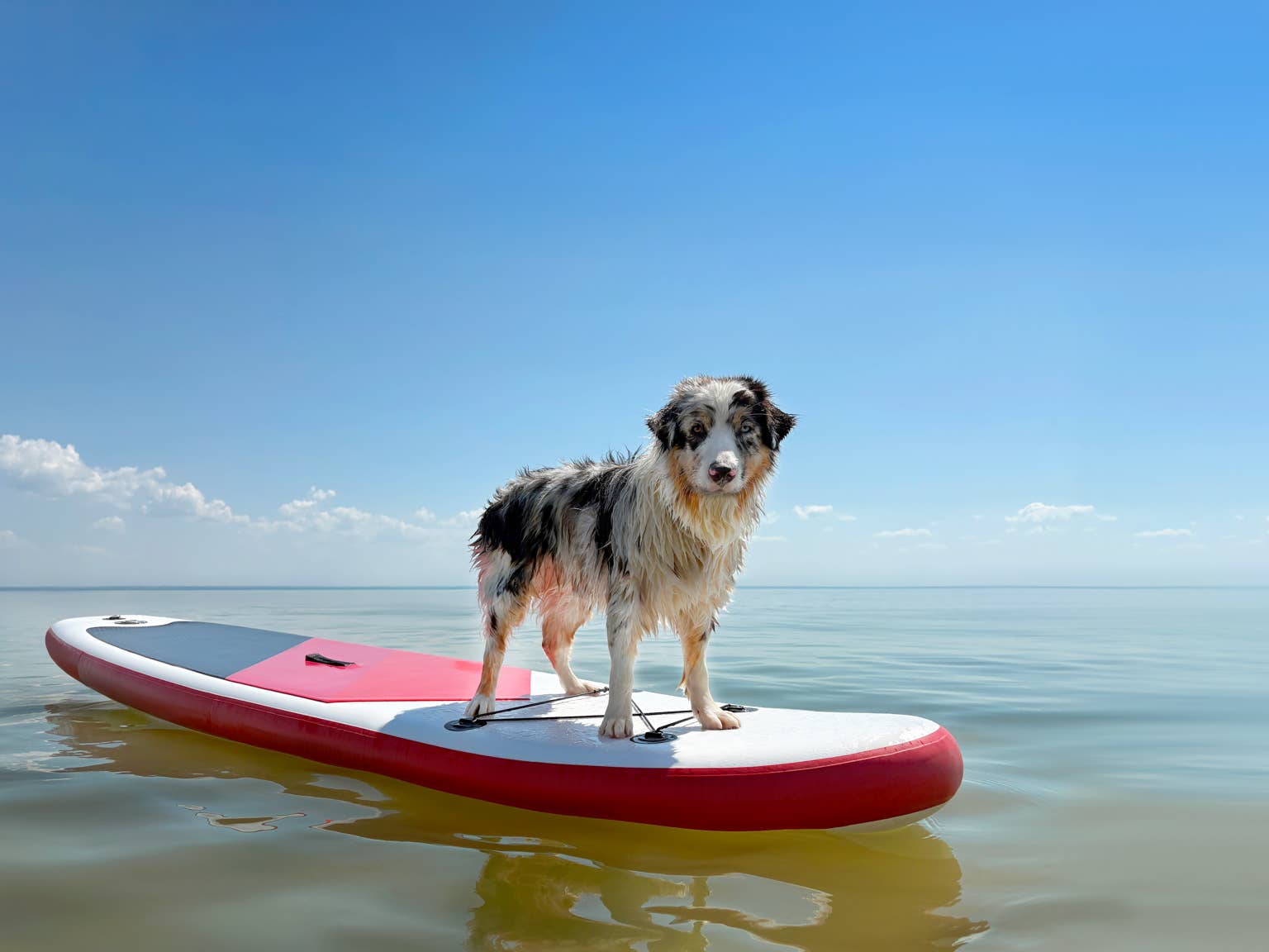 Watch a dolphin playfully push its Australian shepherd friend's raft in ...