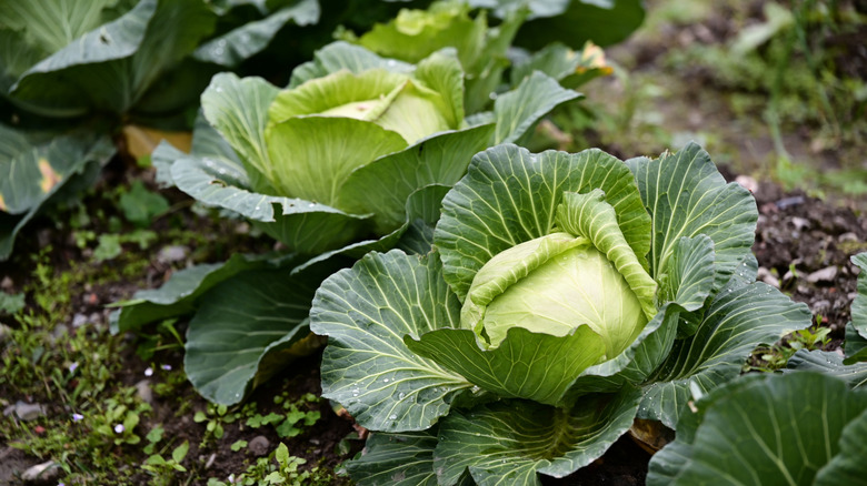 Cabbage heads growing in a garden bed
