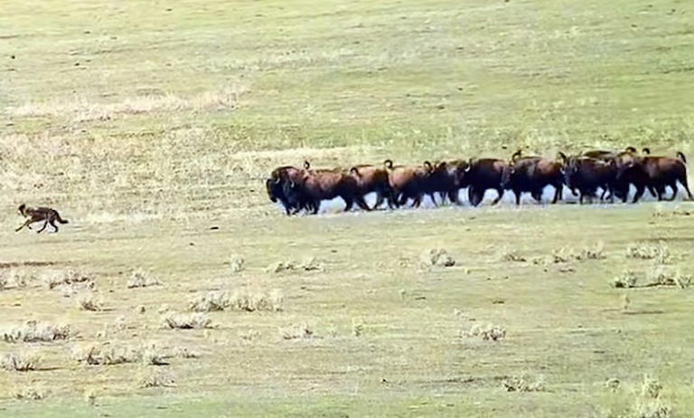 Watch: Yellowstone bison herd acts fast before wolves get any ideas