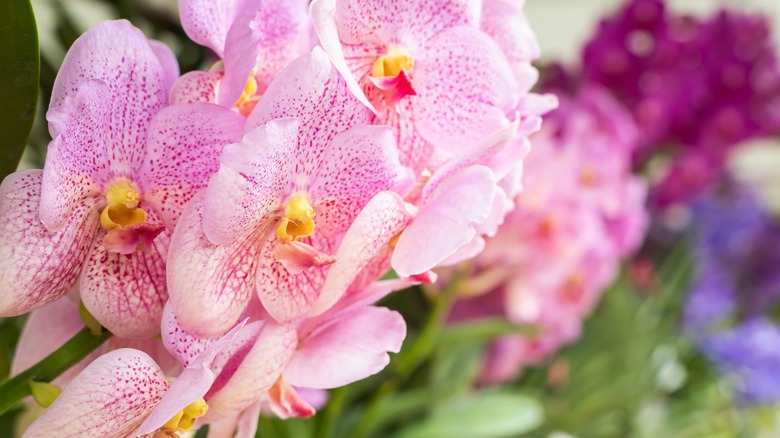 How to successfully care for indoor orchids