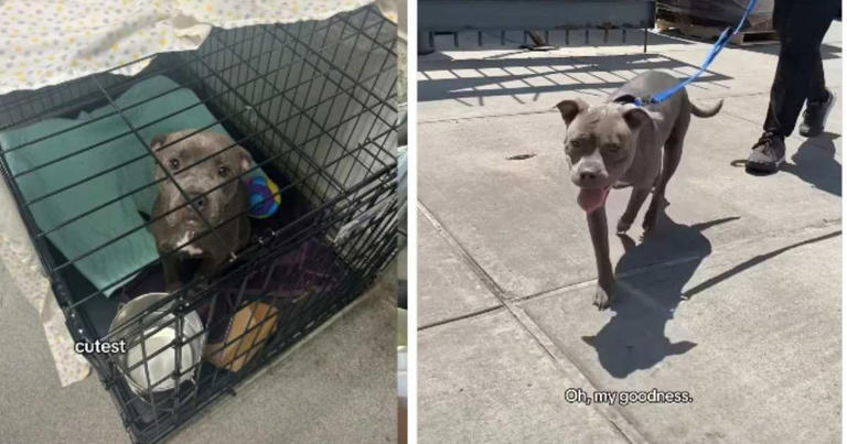 Anxious rescue mama dog finds comfort after moving into new home