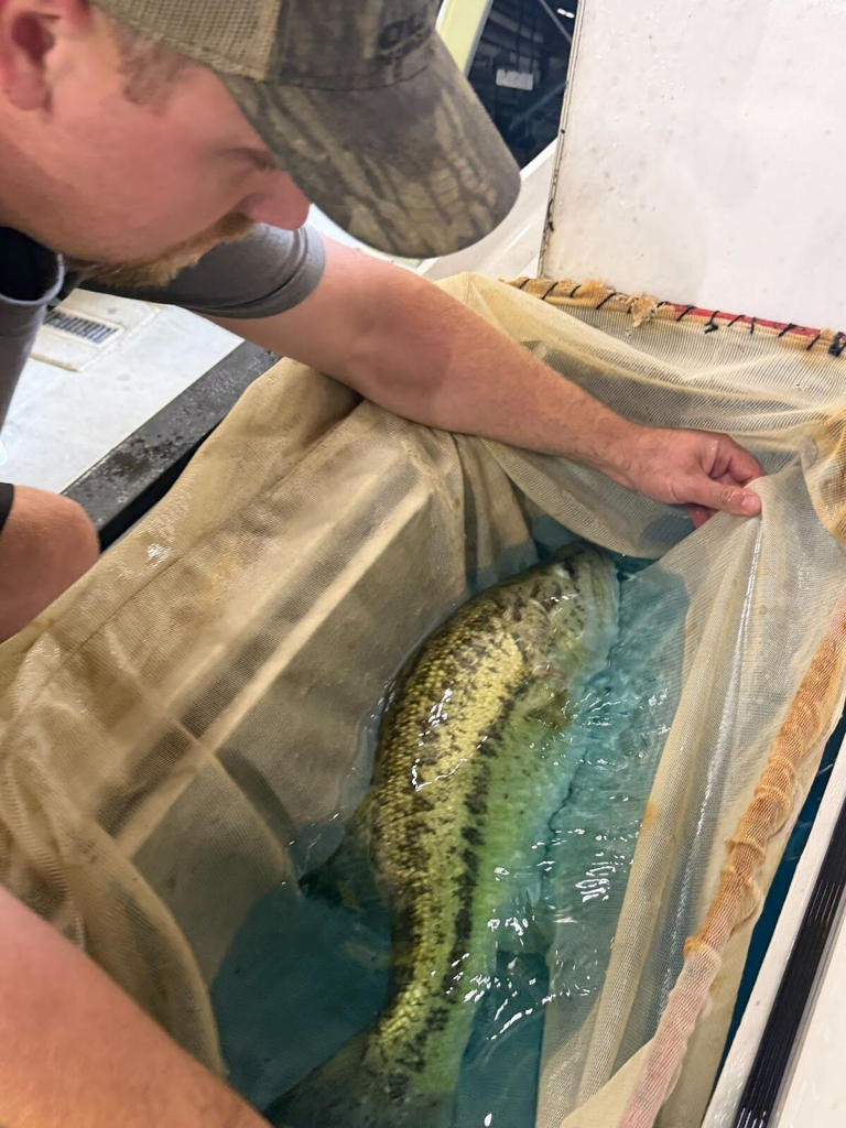 AGFC celebrates homecoming for legacy lunker largemouth bass