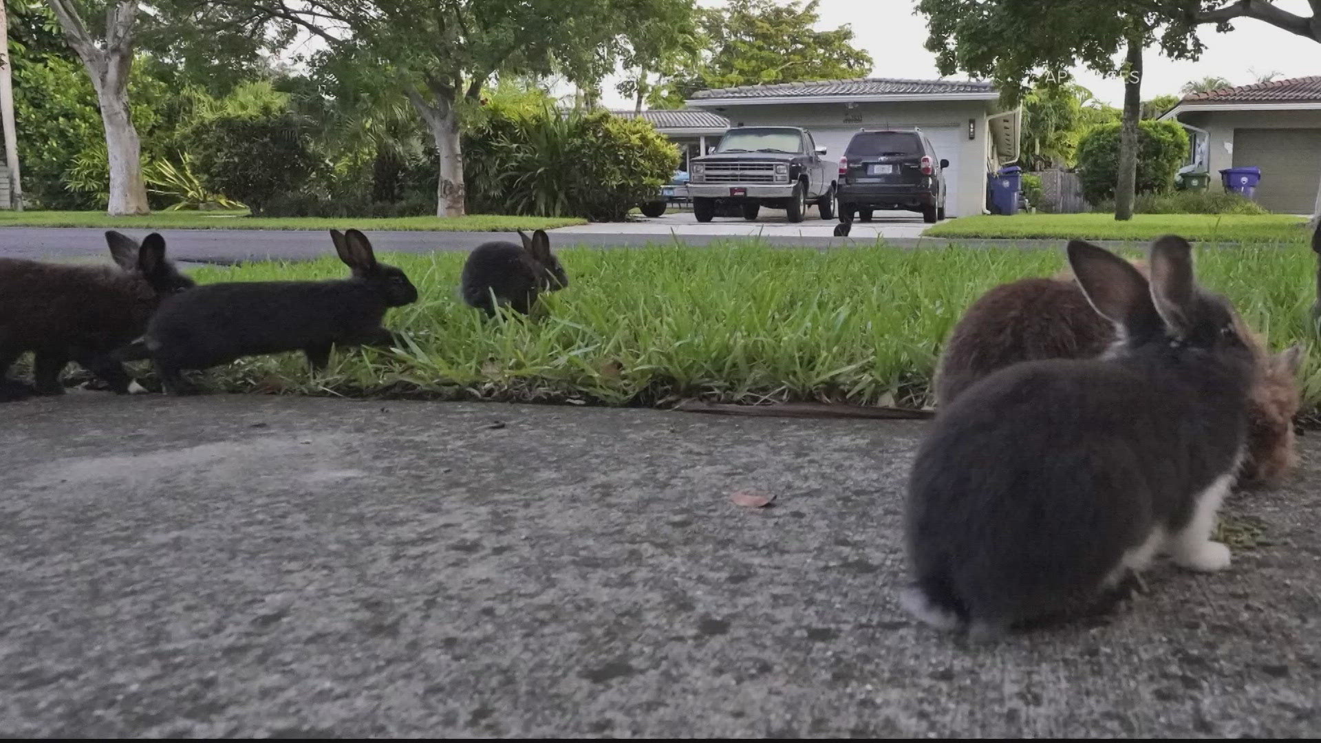 Northern Colorado rabbit tests positive for tularemia