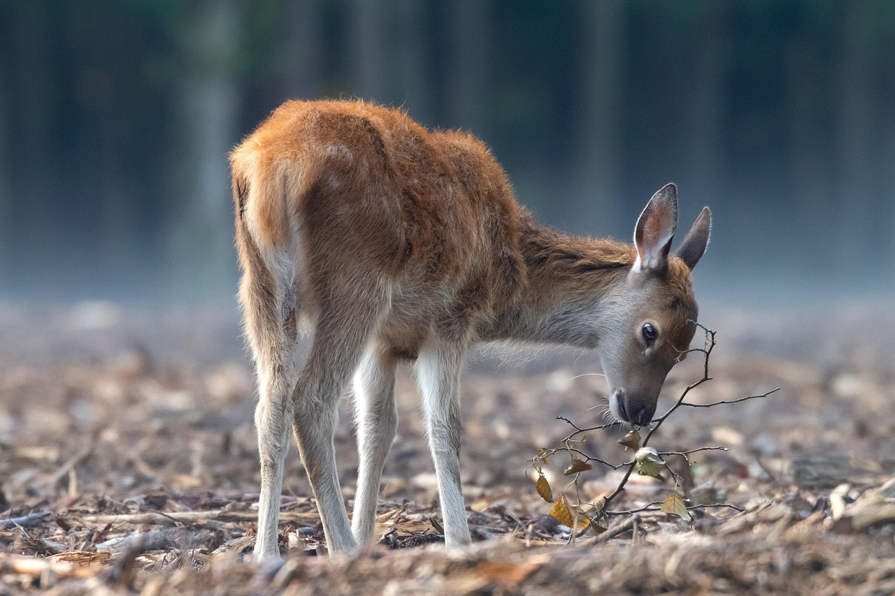 The ammo debate that divided deer hunters long before 6.5 Creedmoor existed