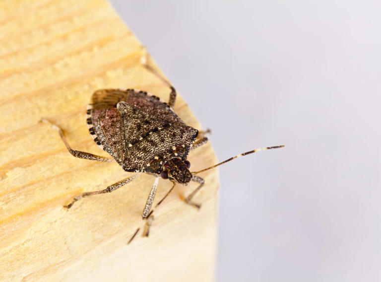How to get rid of stink bugs before they become a problem, according to ...