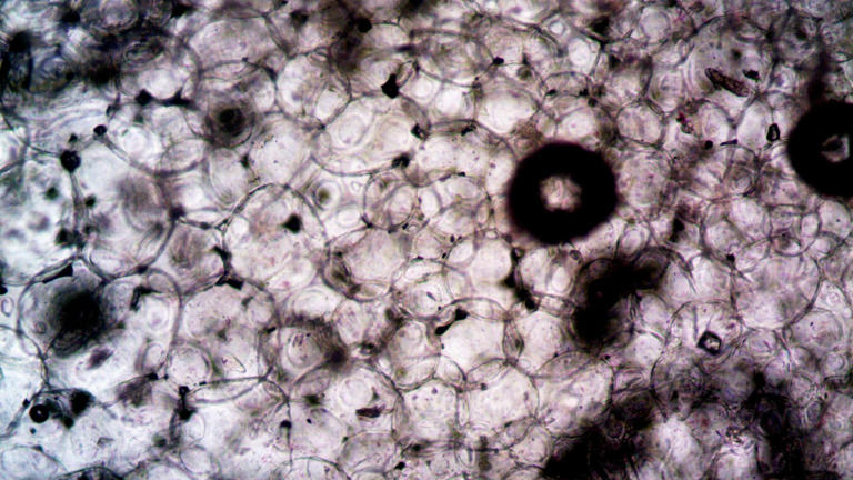 Your body builds about 330 billion new cells every single day