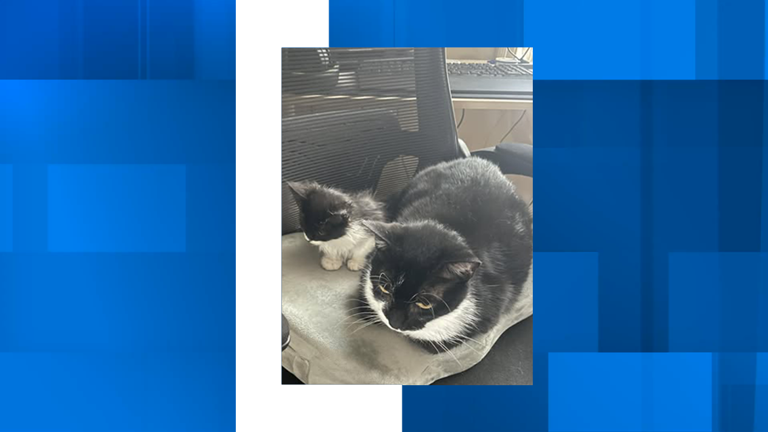 Kitten thrown from vehicle in Hanahan finds new home