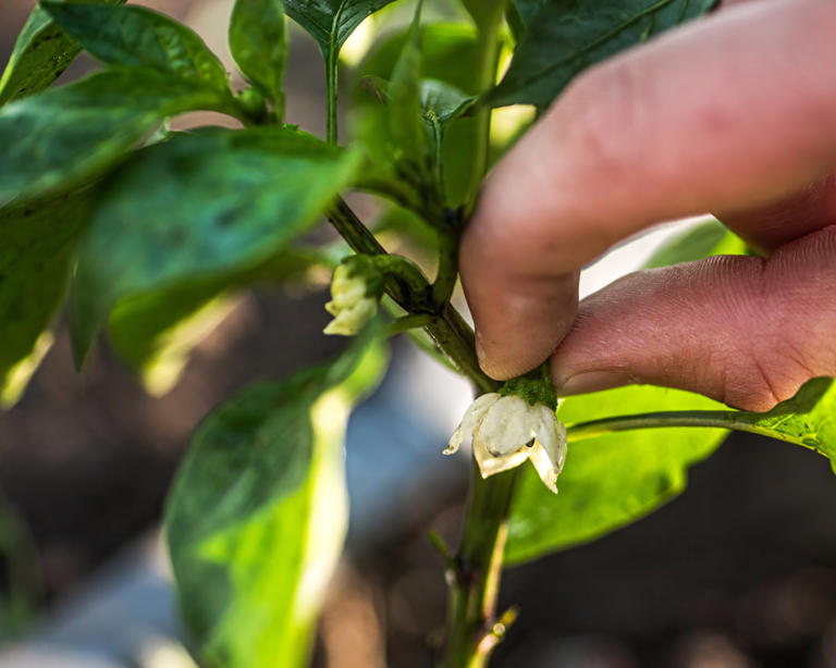 What your pepper plants need in June to produce a huge harvest – 5 ...