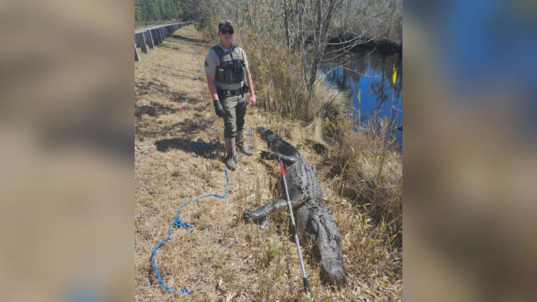Man pleads guilty after alligator found shot to death in Dare County