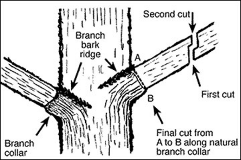 Can your damaged tree be saved after Kansas storms? Here's what experts say