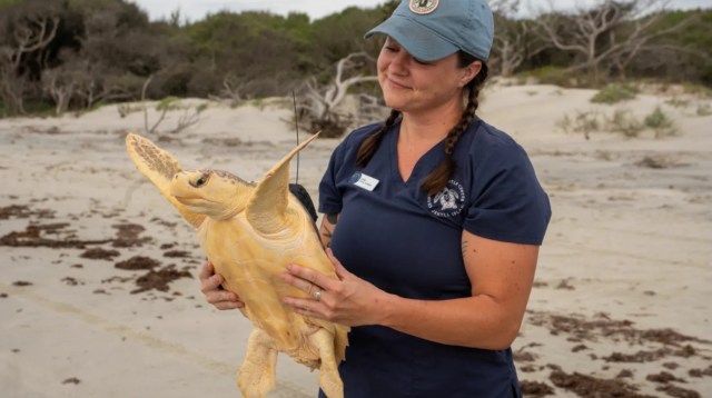 Cold-stunned sea turtle fooled rescuers before DNA test revealed a rare ...