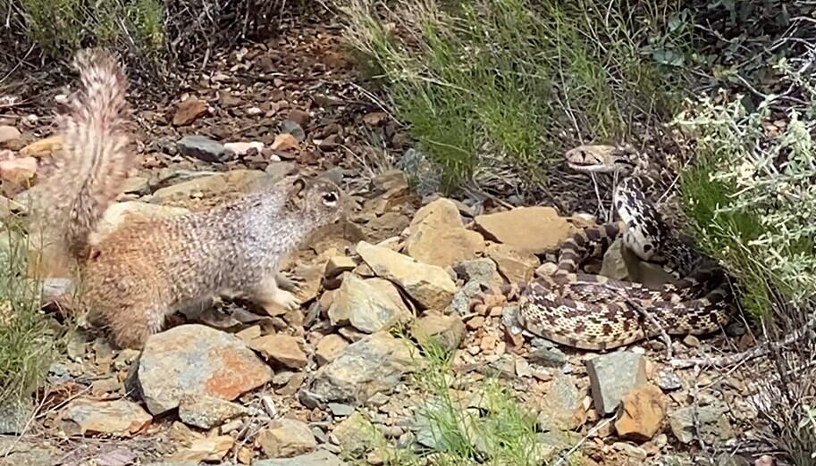 Watch: Squirrels take on snake to protect burrow