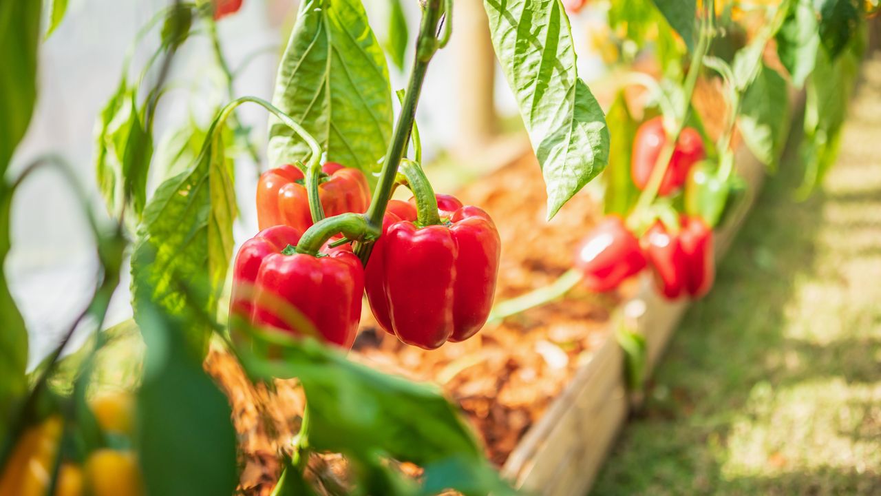 What your pepper plants need in June to produce a huge harvest – 5 ...