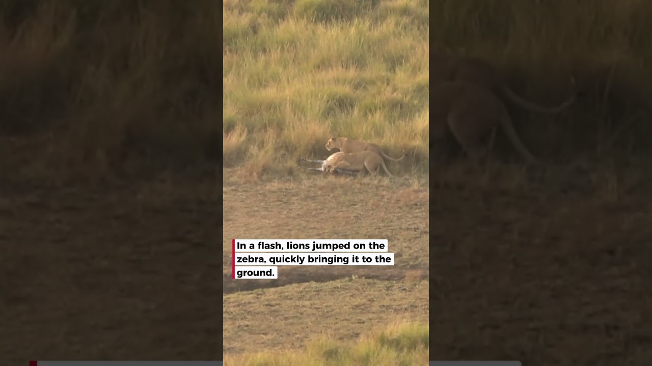 A close call: zebra escapes only to be hunted
