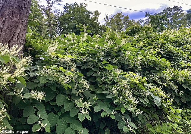 Neighbour's Japanese knotweed invasion: Dean Dunham KC responds