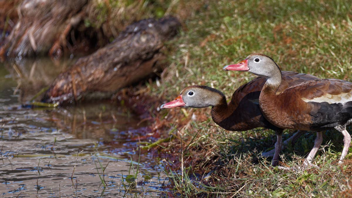 Butterfly appears. Whistling ducks panic. Nature is cowardly and we ...