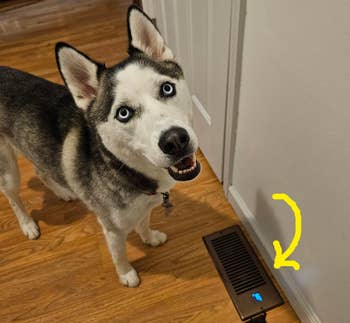 Siberian Husky with blue eyes stands on hardwood floor near a vent, looking up at the camera with its head tilted