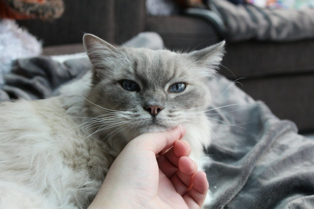 Fresh Look at What Senior Cats Are Trying To Say When They Groom