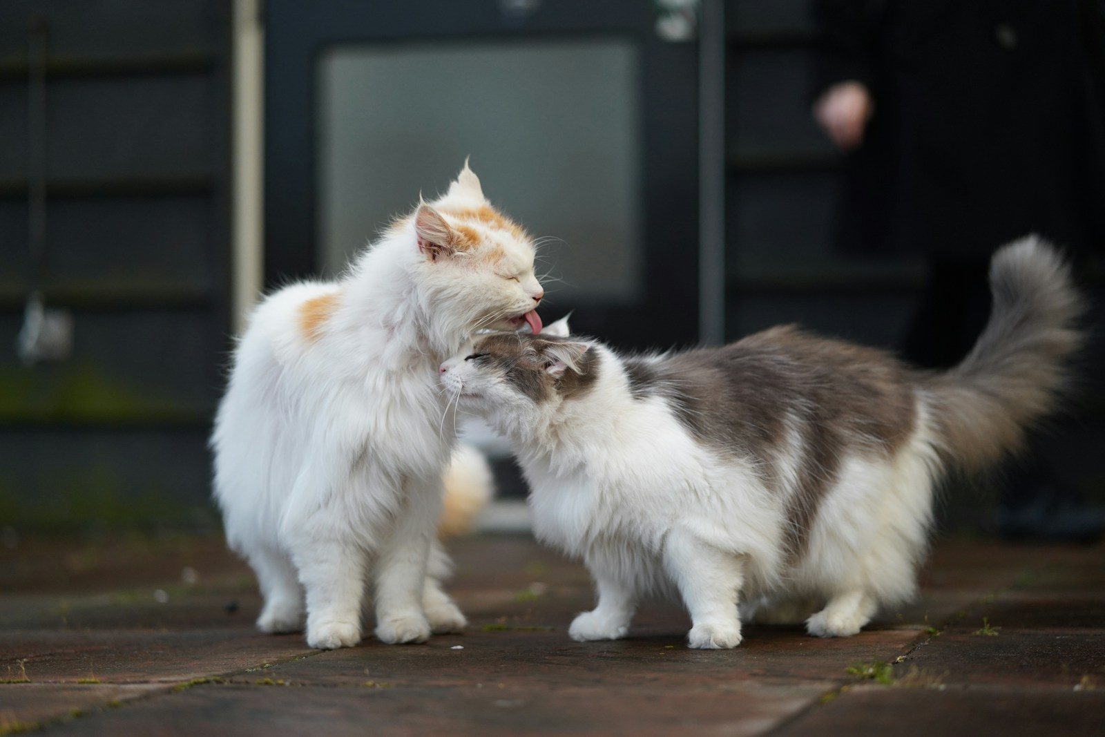 Photo inspiration: Senior Cat Integrating With Kitten S Personality Reference: What Senior Cats Are Trying To Say When They Groom