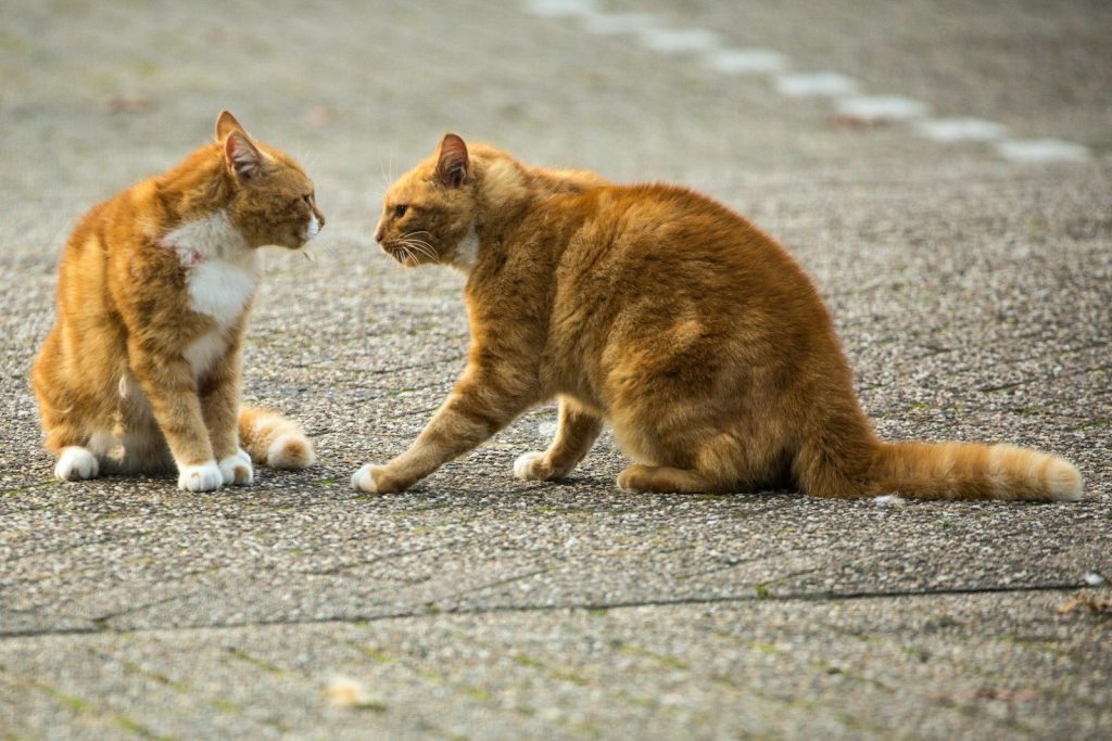 Photo inspiration: Picture Idea: What Senior Cats Are Trying To Say When They Groom