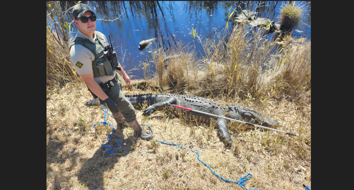 Illegal killing of alligator was recorded and video posted online, NC ...