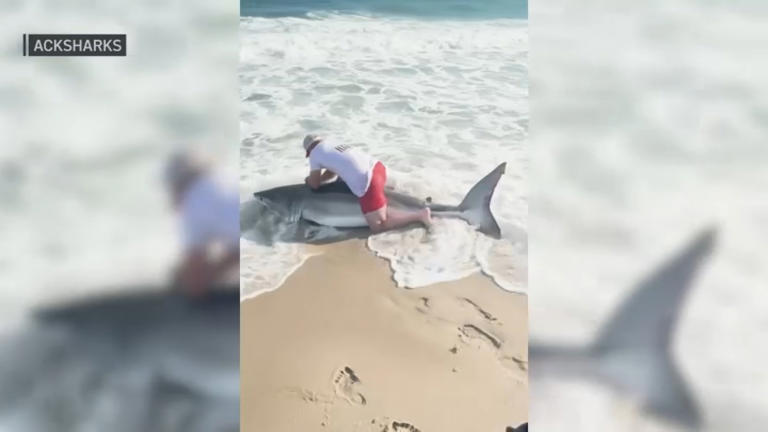 Wild video shows great white caught at Mass. beach as shark season ramps up