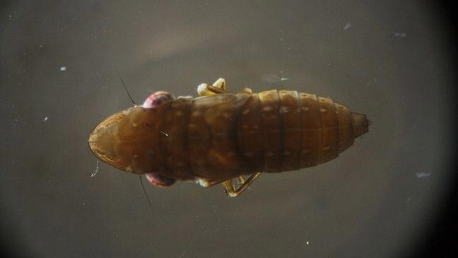 Invasive insect found on grape plant sold at Redding Costco, officials say