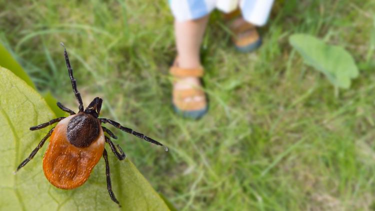 Tick Activity Rising in Portland Metro: Health Advice
