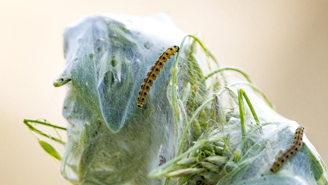 Butterfly life cycle secrets you didn’t know